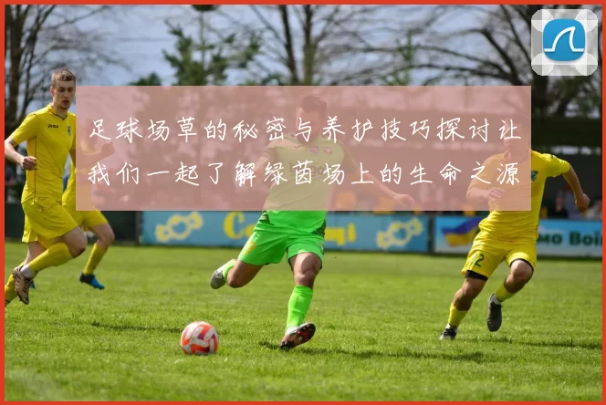 足球场草的秘密与养护技巧探讨让我们一起了解绿茵场上的生命之源