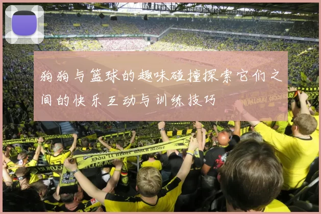 狗狗与篮球的趣味碰撞探索它们之间的快乐互动与训练技巧